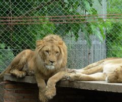 LEONES